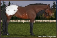 Horse Color:Bay Appaloosa 