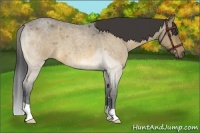 Horse Color:Buckskin Roan Dun Brindle