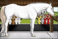 Horse Color:Gold Champagne Varnish 