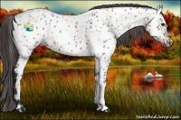 Horse Color:Bay Near Leopard