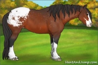 Horse Color:Bay Sabino Snowcap