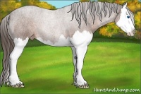 Horse Color:Liver Chestnut Splash Appaloosa 