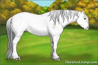 Horse Color:Bay Sabino 