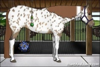 Horse Color:Buckskin Dun Sabino Tobiano Near Leopard