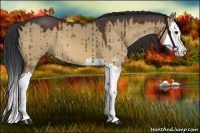 Horse Color:Bay Dun Splash 