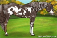 Horse Color:Liver Chestnut Sabino Frame 