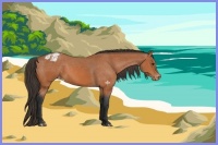 Horse Color:Bay Appaloosa 