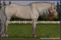Horse Color:Liver Red Dun Appaloosa 