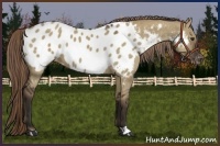 Horse Color:Liver Red Dun Appaloosa 
