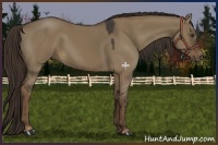 Horse Color:Liver Red Dun Rabicano 