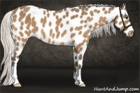 Horse Color:Silver Buckskin Leopard 
