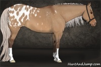 Horse Color:Silver Bay Dun Appaloosa