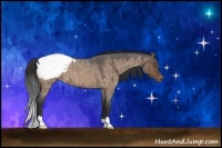 Horse Color:Bay Roan Dun Appaloosa