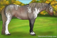 Horse Color:White Spotted Liver Red Roan Rabicano