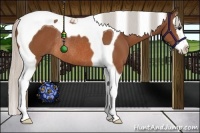 Horse Color:Silver Bay Splash Tobiano Rabicano 
