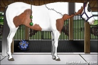Horse Color:Bay Splash Tobiano Rabicano 