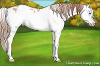 Horse Color:Liver Red Dun Sabino Splash 