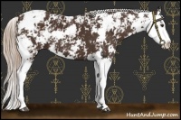 Horse Color:Liver Chestnut Sabino Splash