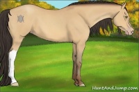 Horse Color:Amber Champagne