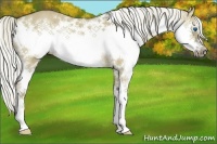 Horse Color:White Spotted Liver Red Dun Splash Frame Brindle 
