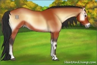 Horse Color:Bay Onyx Rabicano 