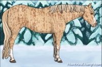 Horse Color:Chestnut  and Gold Champagne 