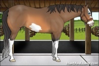 Horse Color:Buckskin Splash Frame 