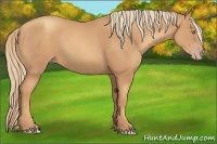 Horse Color:Gold Champagne 