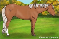 Horse Color:Silver Bay 