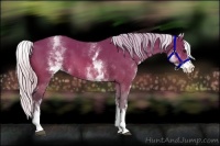 Horse Color:White Spotted Silver Bay Splash 