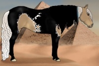 Horse Color:Palomino Tobiano 