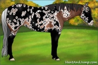 Horse Color:Bay Splash Appaloosa Rabicano 