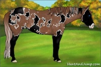 Horse Color:White Spotted Chestnut Splash Appaloosa 