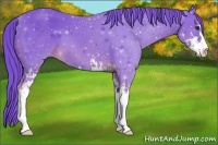 Horse Color:Watercolor Chestnut Sabino 