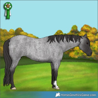 Horse Color:Smoky Blue Roan Rabicano 