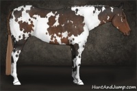 Horse Color:White Spotted Liver Chestnut 