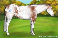 Horse Color:White Spotted Bay