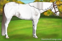 Horse Color:White Spotted Liver Chestnut Appaloosa Rabicano