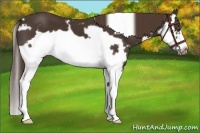 Horse Color:White Spotted Liver Chestnut Splash Frame 