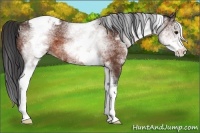 Horse Color:White Spotted Brown Appaloosa 