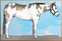 Horse Color:White Spotted Buckskin Splash Frame Rabicano