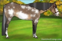 Horse Color:White Spotted Brown Dun Sabino Frame