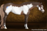 Horse Color:Liver Chestnut Sabino Frame 