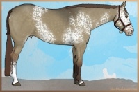 Horse Color:White Spotted Liver Red Dun 