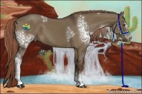 Horse Color:White Spotted Liver Red Dun 