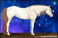 Horse Color:Buckskin Pearl Dun Tobiano Appaloosa 