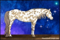 Horse Color:Chocolate Palomino Dun Sabino Near Leopard Brindle