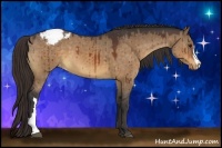 Horse Color:Bay Dun Appaloosa
