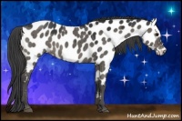 Horse Color:Grullo Appaloosa 