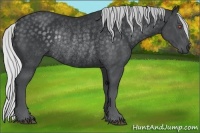Horse Color:Silver Black Chinchilla Rabicano